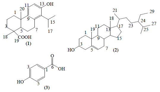 idnpcr-10-5-stem