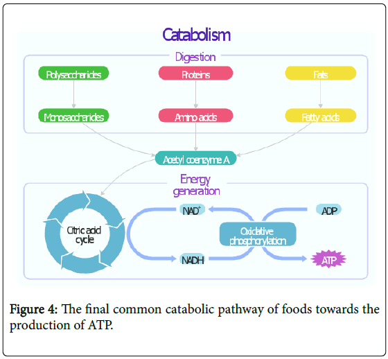 general-medicine-pathway-foods