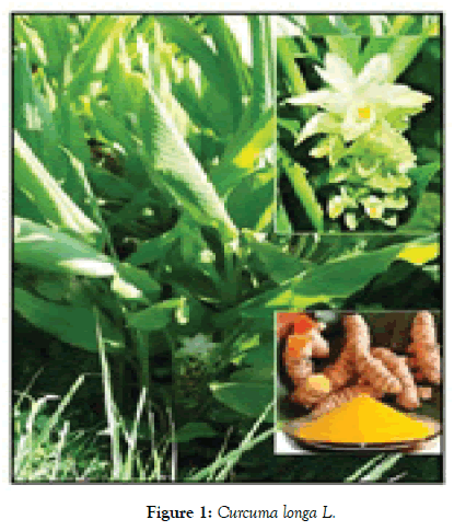 natural-products-chemistry-Curcuma