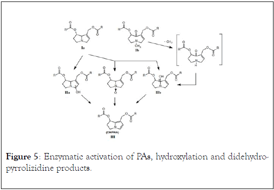 natural-products-chemistry-research-Enzymatic-activation