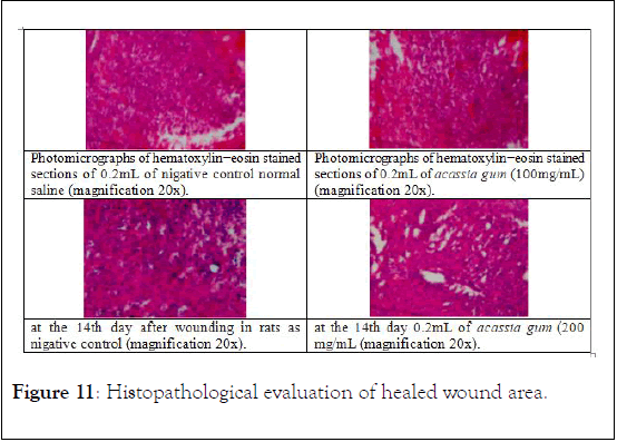 natural-products-chemistry-research-Histopathological