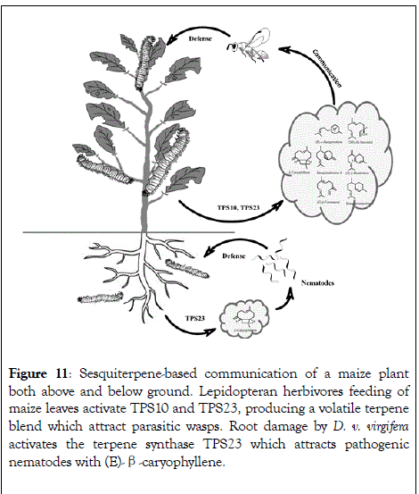 natural-products-chemistry-research-Lepidopteran-herbivores