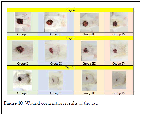 In vitro Anti-microbial Activity and Wound Healing Evaluation of Acacia ...