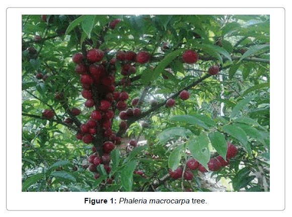 Chemistry-Research-Phaleria-macrocarpa-tree