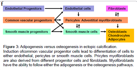 diabetes-metabolism-Adipogenesis-versus