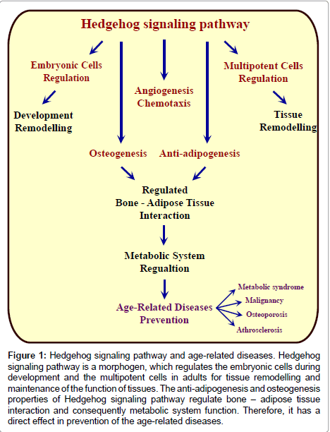 diabetes-metabolism-Hedgehog-signaling