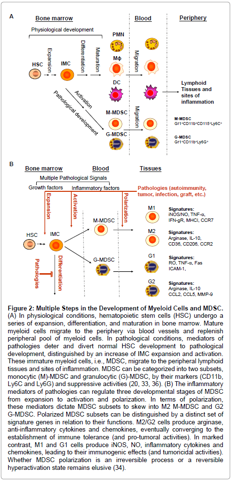 diabetes-metabolism-Myeloid-Cells