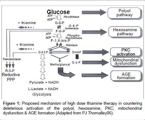 diabetes-metabolism-Proposed-mechanism
