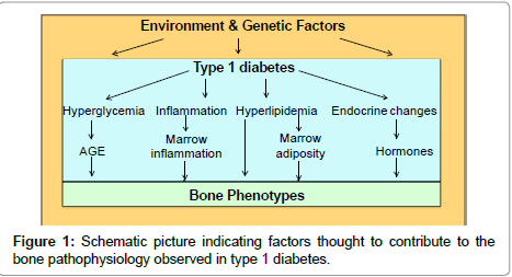 diabetes-metabolism-Schematic-picture