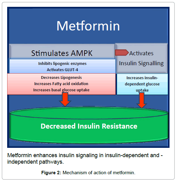diabetes-metabolism-action-metformin