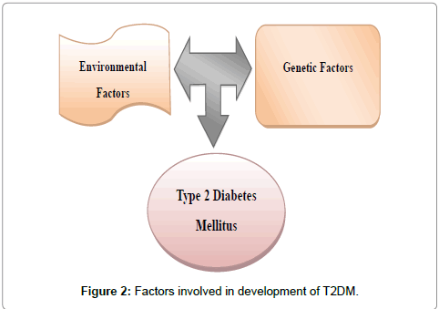 diabetes-metabolism-development-of-T2DM