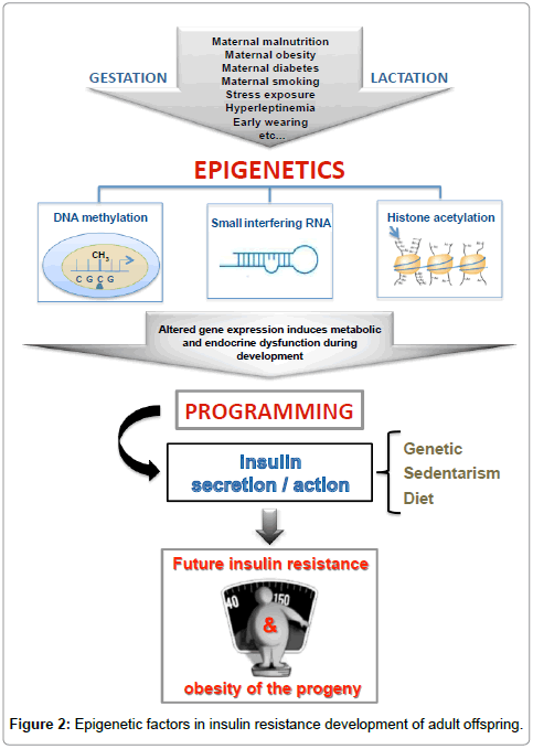 diabetes-metabolism-epigenetic-factors