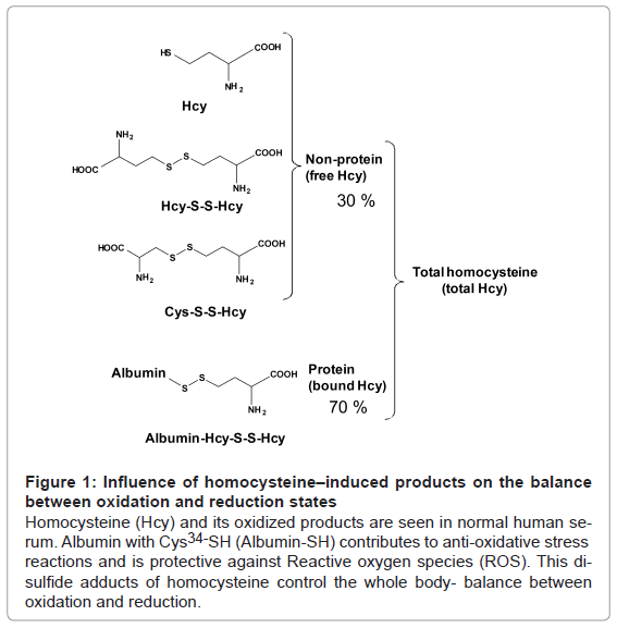 diabetes-metabolism-homocysteine-induced-products