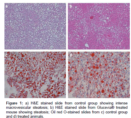 diabetes-metabolism-mouse-showing-steatosis