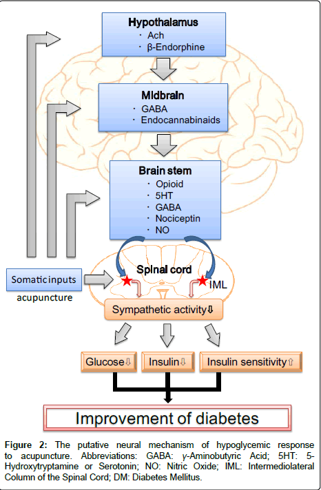 diabetes-metabolism-neural-mechanism