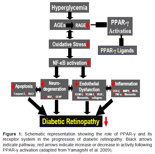 diabetes-metabolism-progression-diabetic-retinopathy