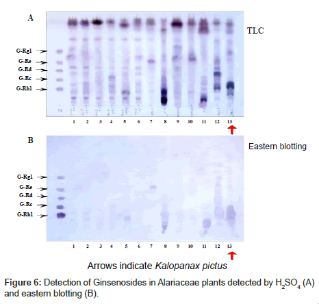 natural-products-chemistry-Alariaceae-plants