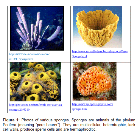 natural-products-chemistry-Photos-various-sponges