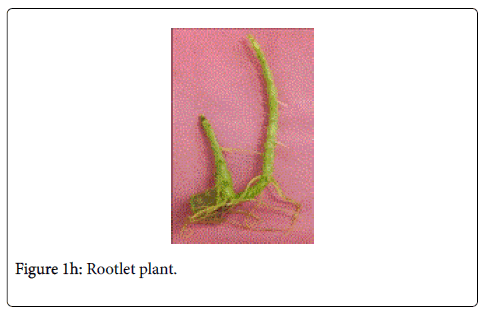 natural-products-chemistry-Rootlet-plant