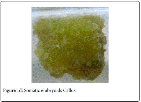 natural-products-chemistry-Somatic-embryoids