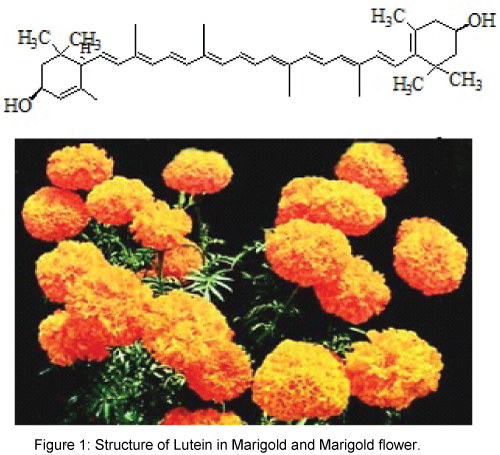 natural-products-chemistry-Structure-Lutein-Marigold