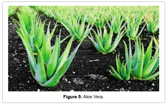 natural-products-chemistry-research-Aloe-Vera