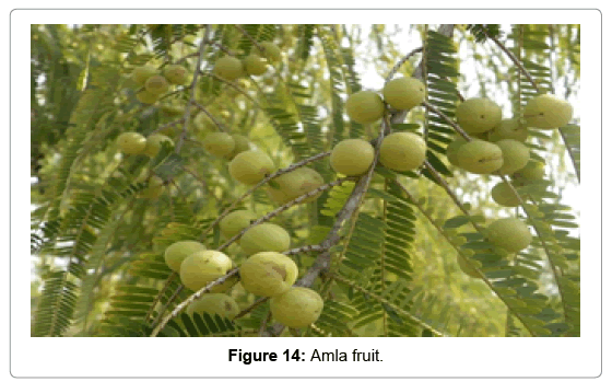 natural-products-chemistry-research-Amla-fruit