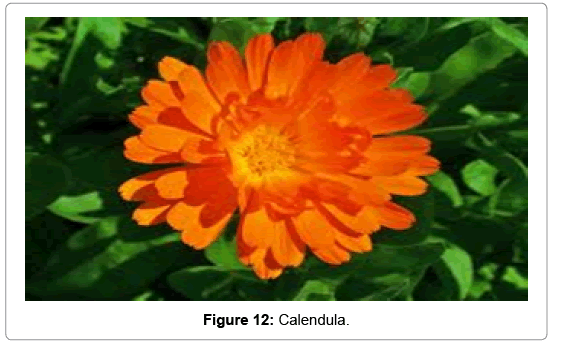 natural-products-chemistry-research-Calendula