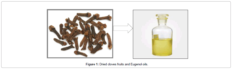 natural-products-chemistry-research-Dried-cloves
