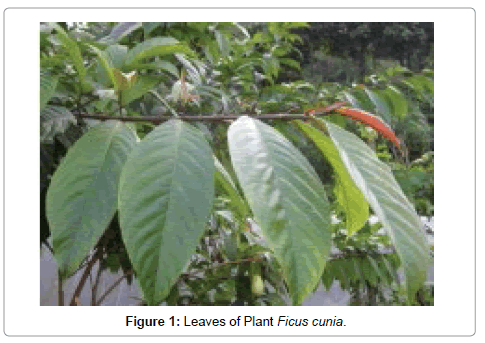 natural-products-chemistry-research-Ficus-cunia
