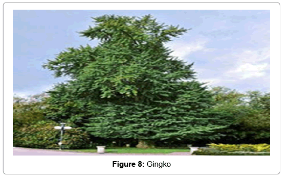 natural-products-chemistry-research-Gingko