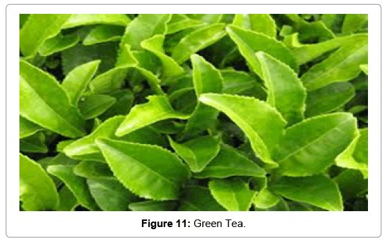 natural-products-chemistry-research-Green-Tea
