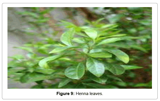 natural-products-chemistry-research-Henna-leaves
