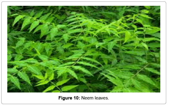 natural-products-chemistry-research-Neem-leaves