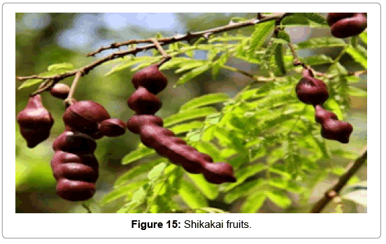 natural-products-chemistry-research-Shikakai-fruits