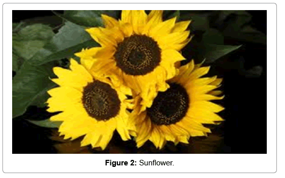 natural-products-chemistry-research-Sunflower