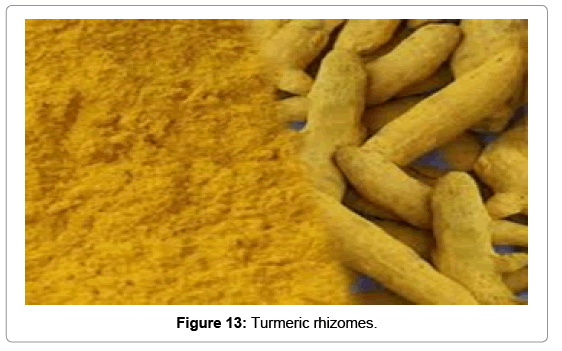natural-products-chemistry-research-Turmeric-rhizomes